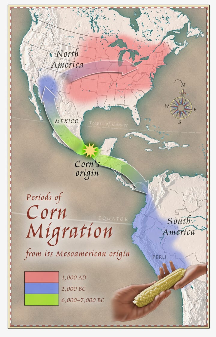 Migration of corn from its origin in Mesoamerica to other regions of the Americas over different periods 